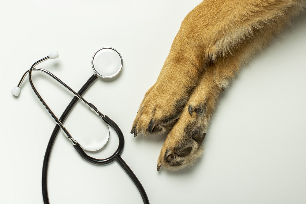 公務員獣医師になるには？概要・公務員試験情報や受験資格などの要件まとめ 公務員 キャリアアップにおすすめの